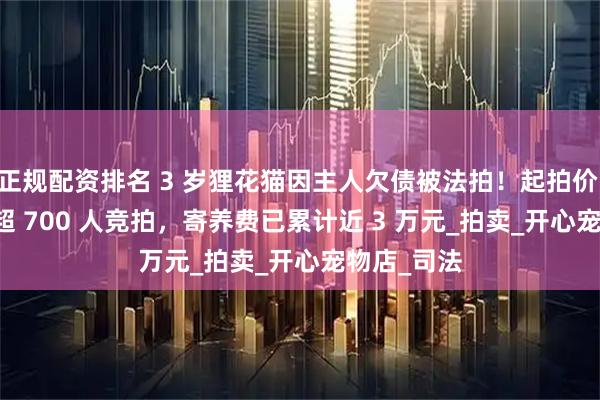 正规配资排名 3 岁狸花猫因主人欠债被法拍!起拍价 500 元引超 700 人竞拍,寄养费已累计近 3 万元_拍卖_开心宠物店_司法